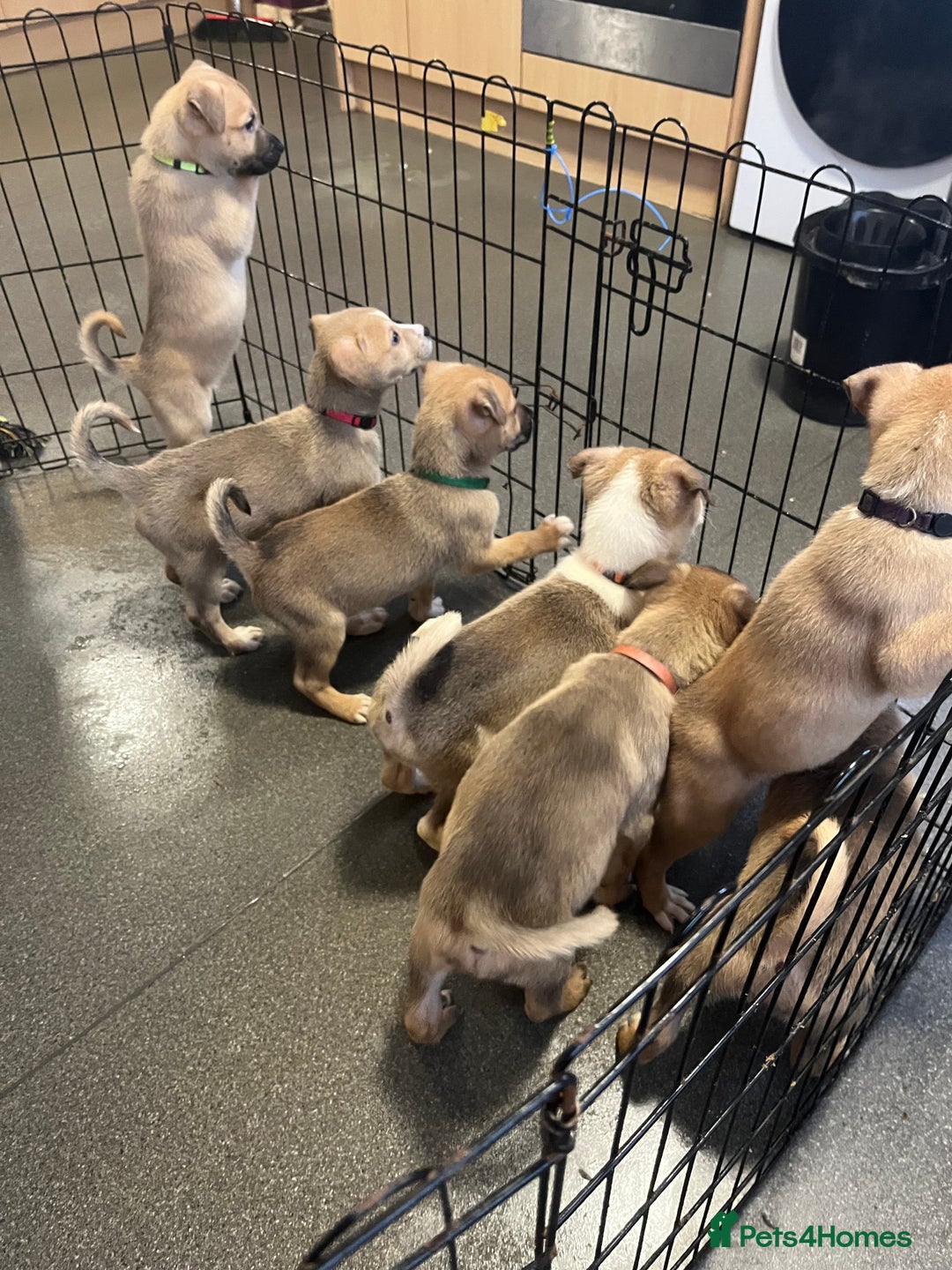 Mixed Breed dogs for sale: 5 beautiful pups remaining 🩷💙 - Advert 2