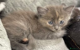 Ragdoll cats for sale: Lovely, healthy, playful, ragdoll cross kittens - Image 2
