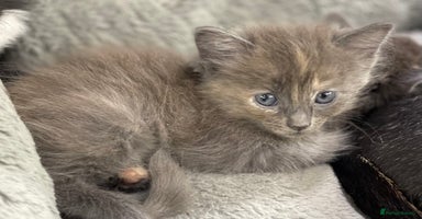 Ragdoll cats - Advert 10