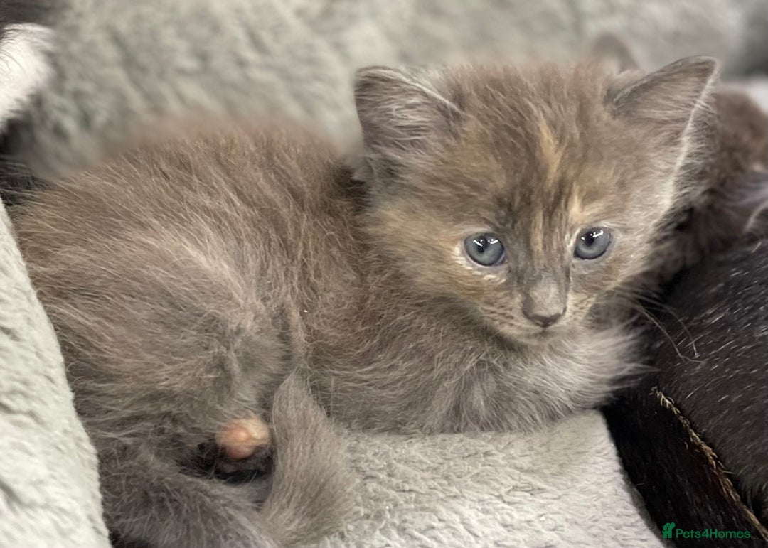 Ragdoll cats for sale: Lovely, healthy, playful, ragdoll cross kittens - Image 2