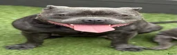 Staffordshire Bull Terrier dogs for sale: Blue staffordshire bull terrier pups - Advert 3