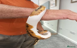 Python Snake reptiles for sale: Ball Python and vivarium - Image 2