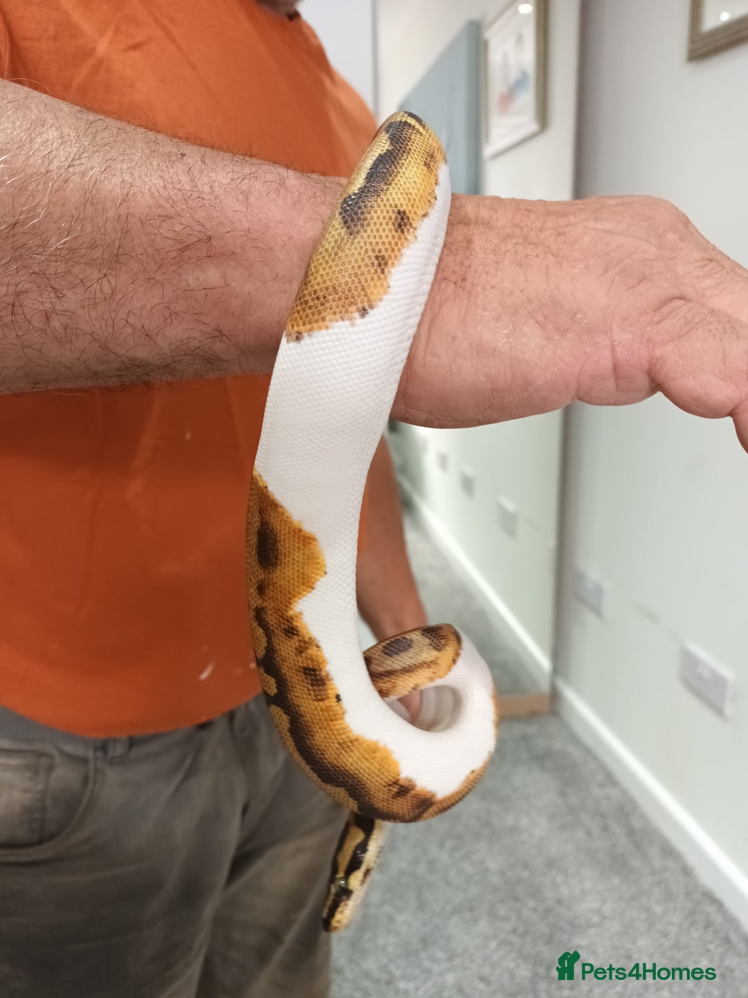 Python Snake reptiles for sale: Ball Python and vivarium - Image 2
