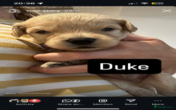 Double Doodle dogs for sale: Double doodles born 24/07/25 1 boy & 4 girls left - Image 20