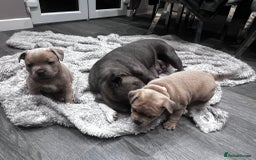 Staffordshire Bull Terrier dogs for sale: Blue fawn male pup - Advert 1