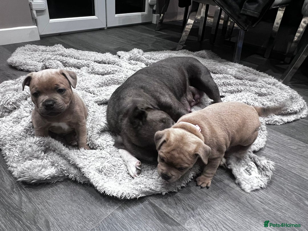 Staffordshire Bull Terrier dogs for sale: Blue fawn male pup - Advert 1