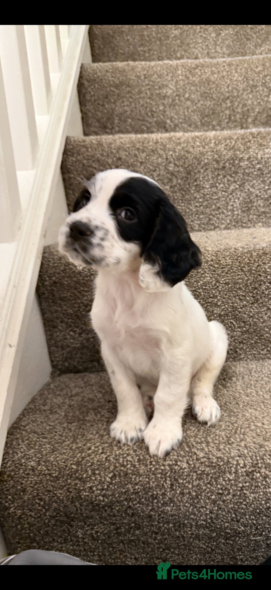 Cocker Spaniel dogs for sale: cocker Spaniel puppies, one boy left! - Advert 1