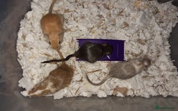 Gerbil rodents for sale: Super friendly gerbils from hobby breeder  - Image 34
