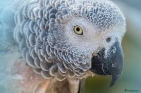 Parrots birds WANTED AFRICAN GREY PARROT - Advert 1