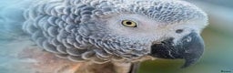 Parrots birds for sale: WANTED AFRICAN GREY PARROT - Advert 1