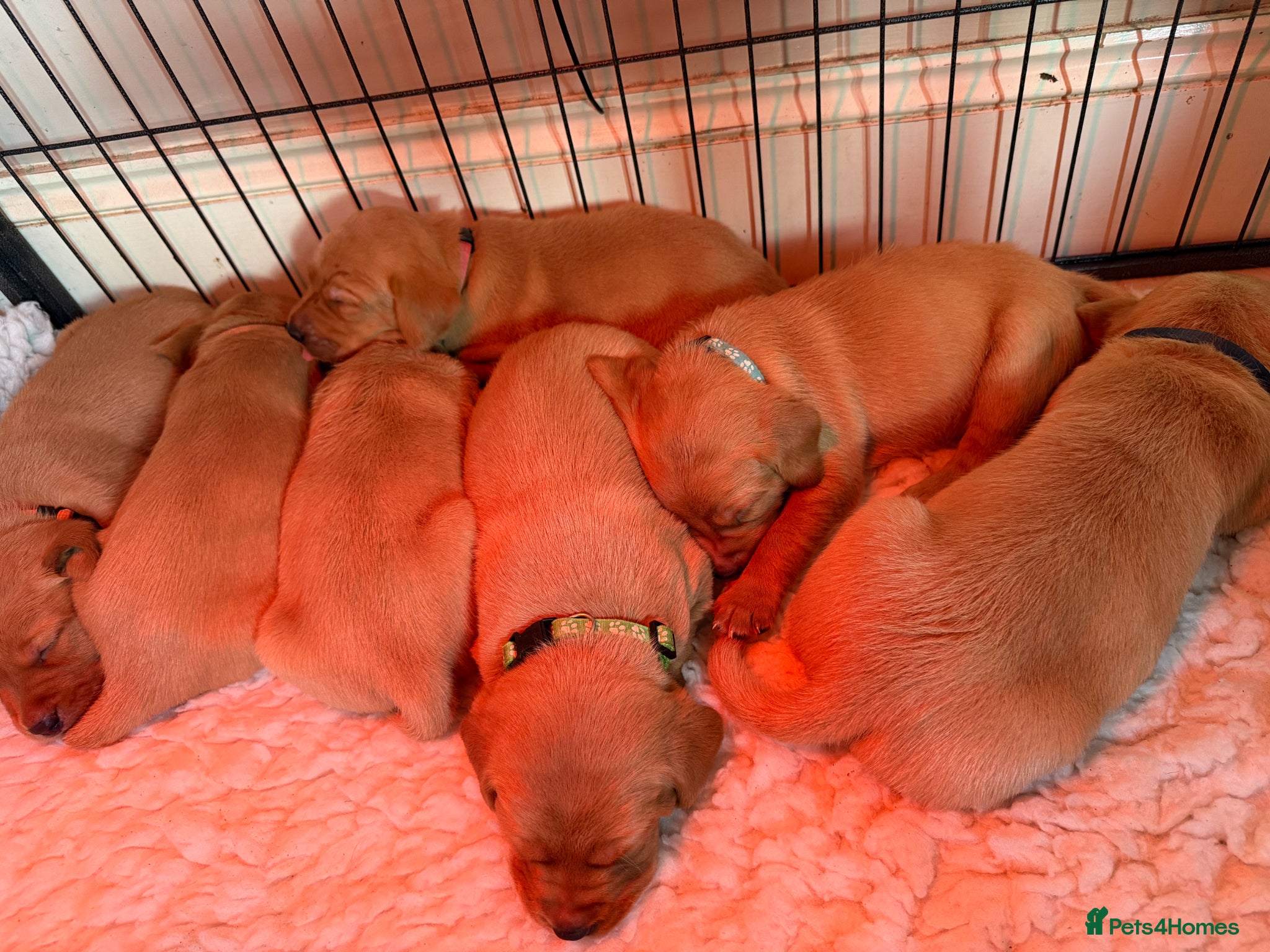 Labrador Retriever dogs KC FOX RED LABRADOR HEALTH TESTED HOMEBRED PUPS - Advert 2