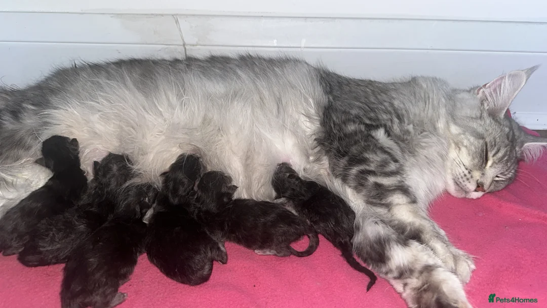 Maine Coon cats for sale: 6 Beautiful GCCF Registered Maine Coon Kittens - Advert 1
