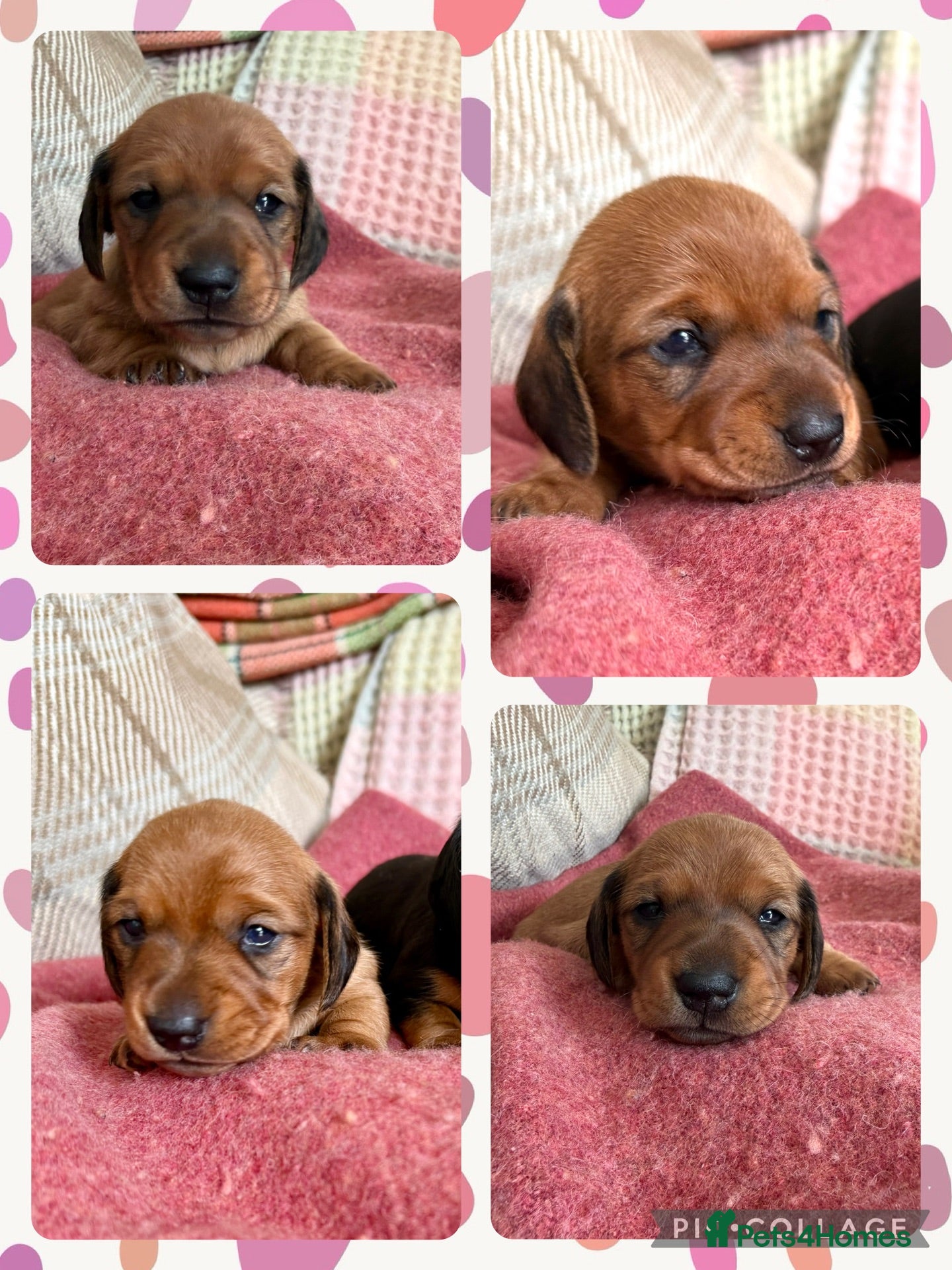 Miniature Dachshund dogs CHAMPION LINE KC REG & PRA CLEAR MINIS LOW COI - Advert 5