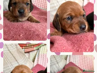 Miniature Dachshund dogs CHAMPION LINE KC REG & PRA CLEAR MINIS LOW COI - Advert 16