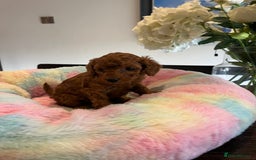 Toy Poodle dogs for sale: Adorable Deep Red KC Reg Toy Poodles  - Image 5