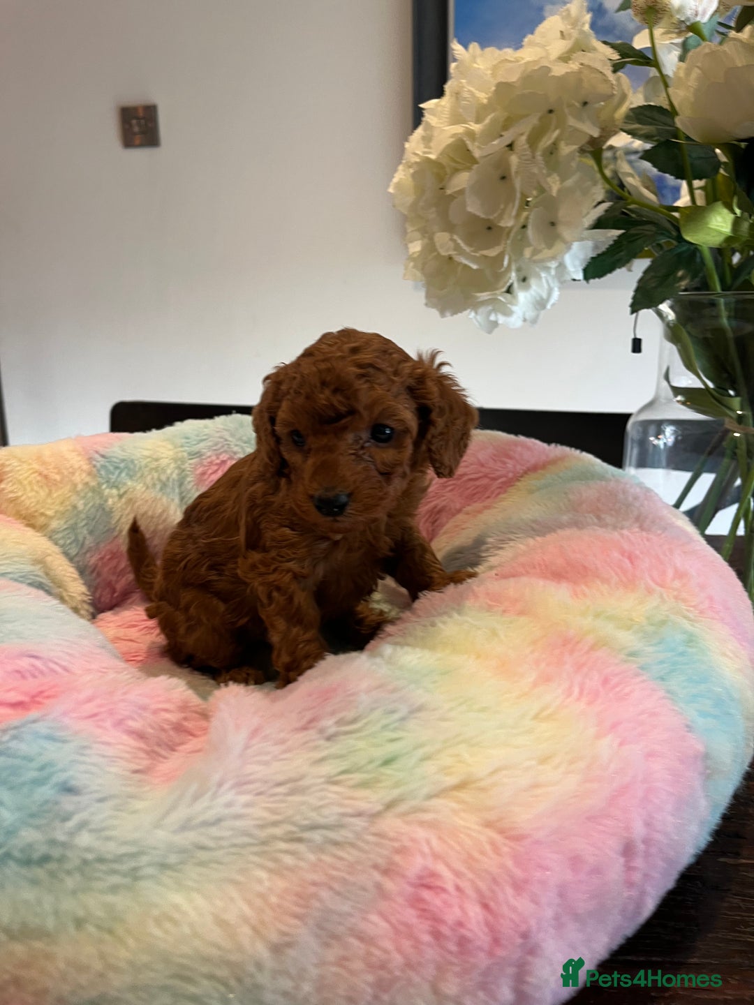 Toy Poodle dogs for sale: Adorable Deep Red KC Reg Toy Poodles  - Image 5