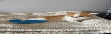 Mixed Breed Kitten 1