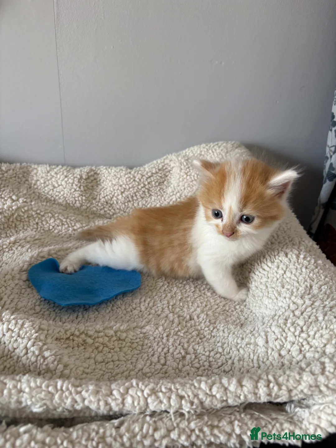 Mixed Breed cats for sale: Stunning kittens  - Advert 2