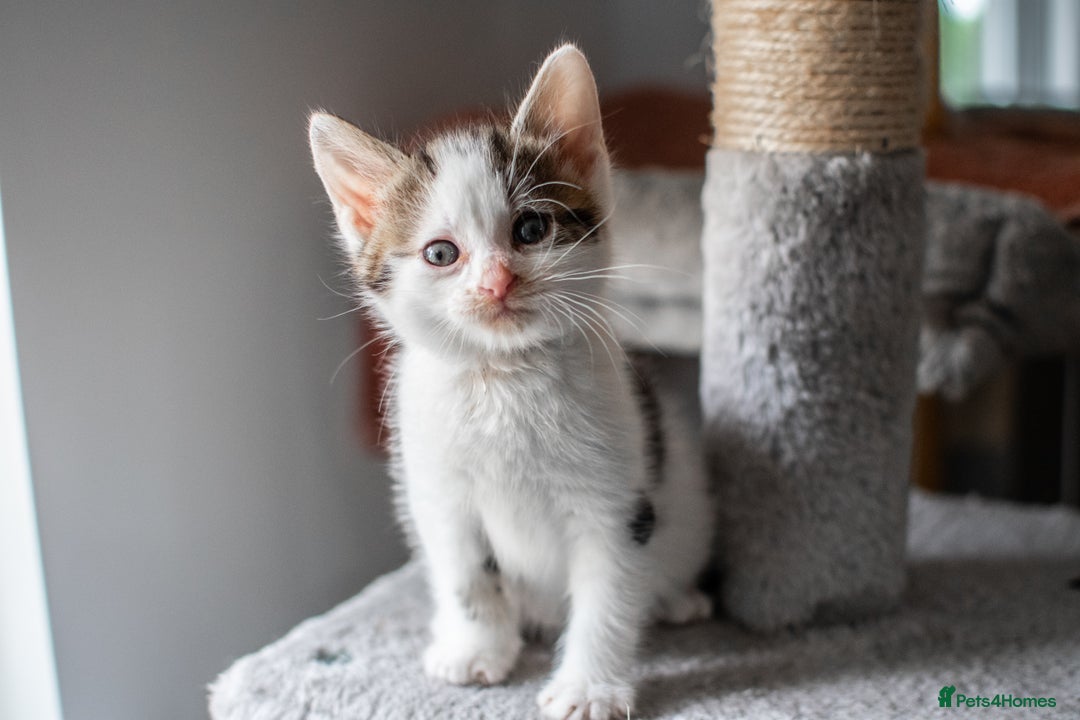 Domestic Shorthair cats for sale: Friendly kittens looking for new families - Image 9