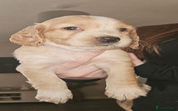 Cocker Spaniel dogs for sale: litter of 6 pedigree cocker spaniel puppies. - Image 23