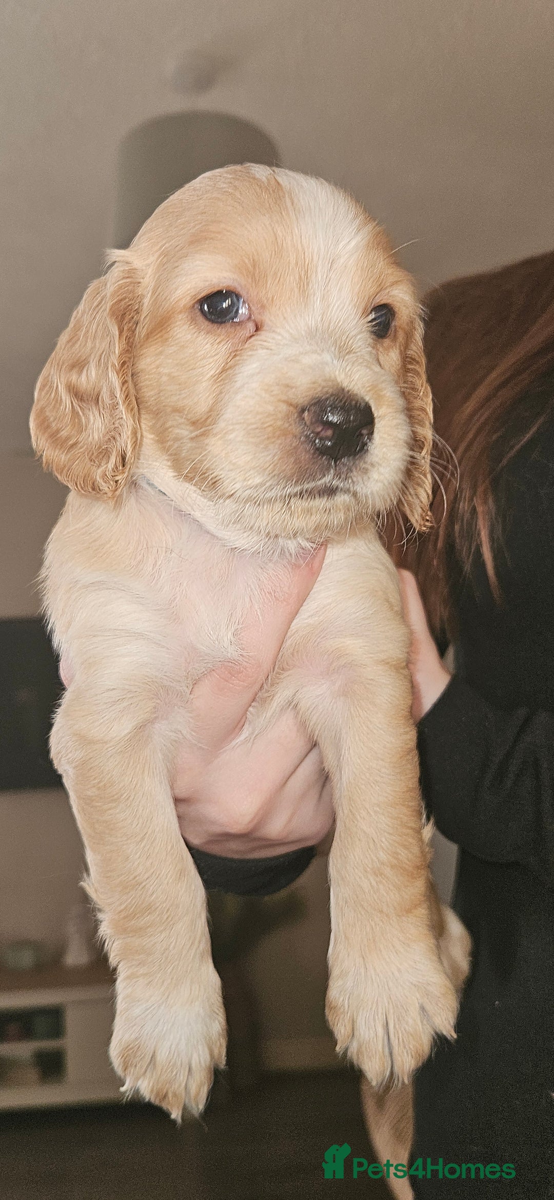 Cocker Spaniel dogs for sale: litter of 6 pedigree cocker spaniel puppies. - Image 23