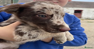 Mixed Breed dogs - Advert 1