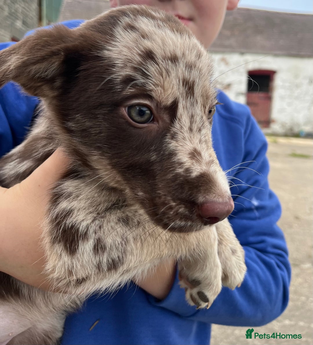 Mixed Breed dogs for sale: Border collie - Image 3
