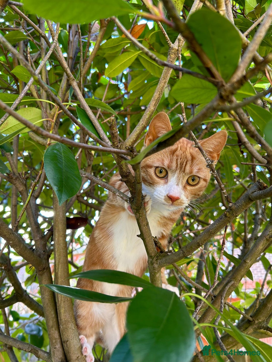 Mixed Breed cats for sale: Female Ginger 22 months old - Image 3