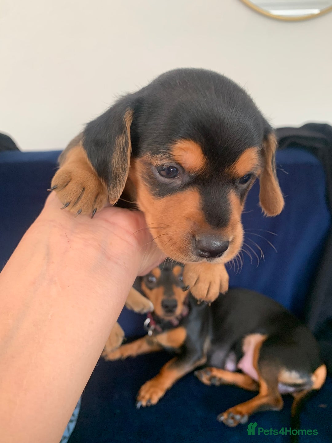 Mixed Breed dogs for sale: Miniature Dacshund/Miniature Yorkie ❤️❤️❤️ - Image 16