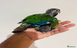 Conures birds for sale: Hand reared Emma’s, roseifrons, pearly conure - Image 18