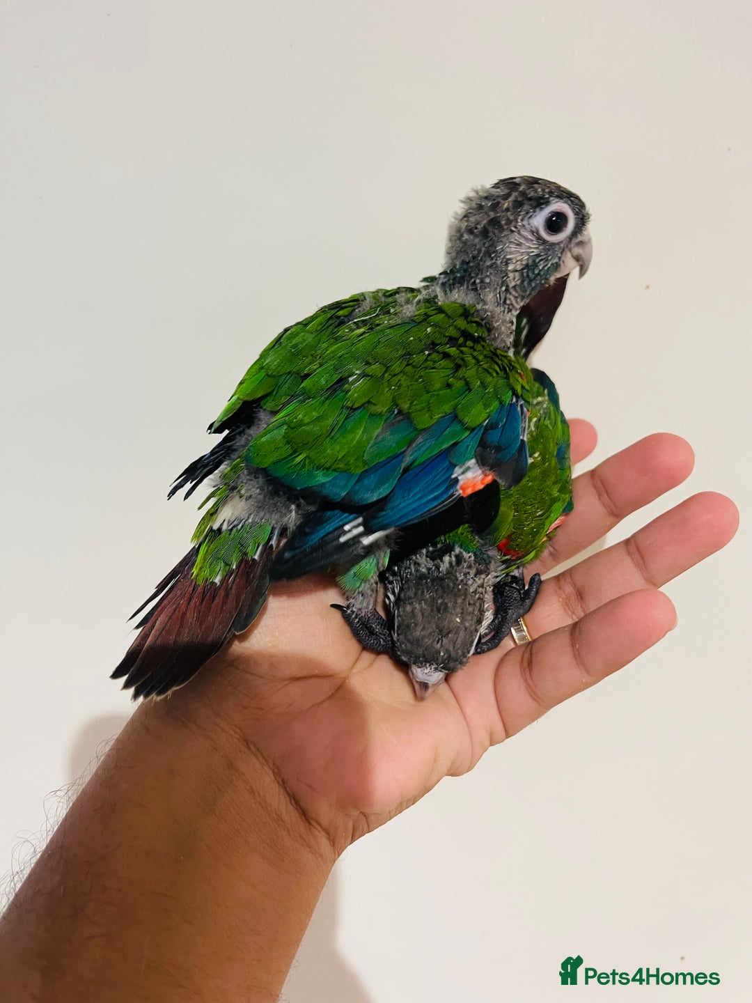 Conures birds for sale: Hand reared Emma’s, roseifrons, pearly conure - Image 18