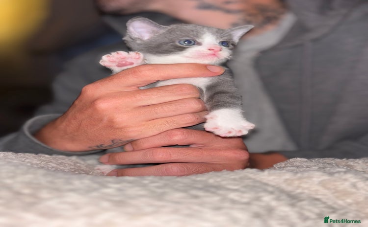Mixed Breed cats - Advert 15