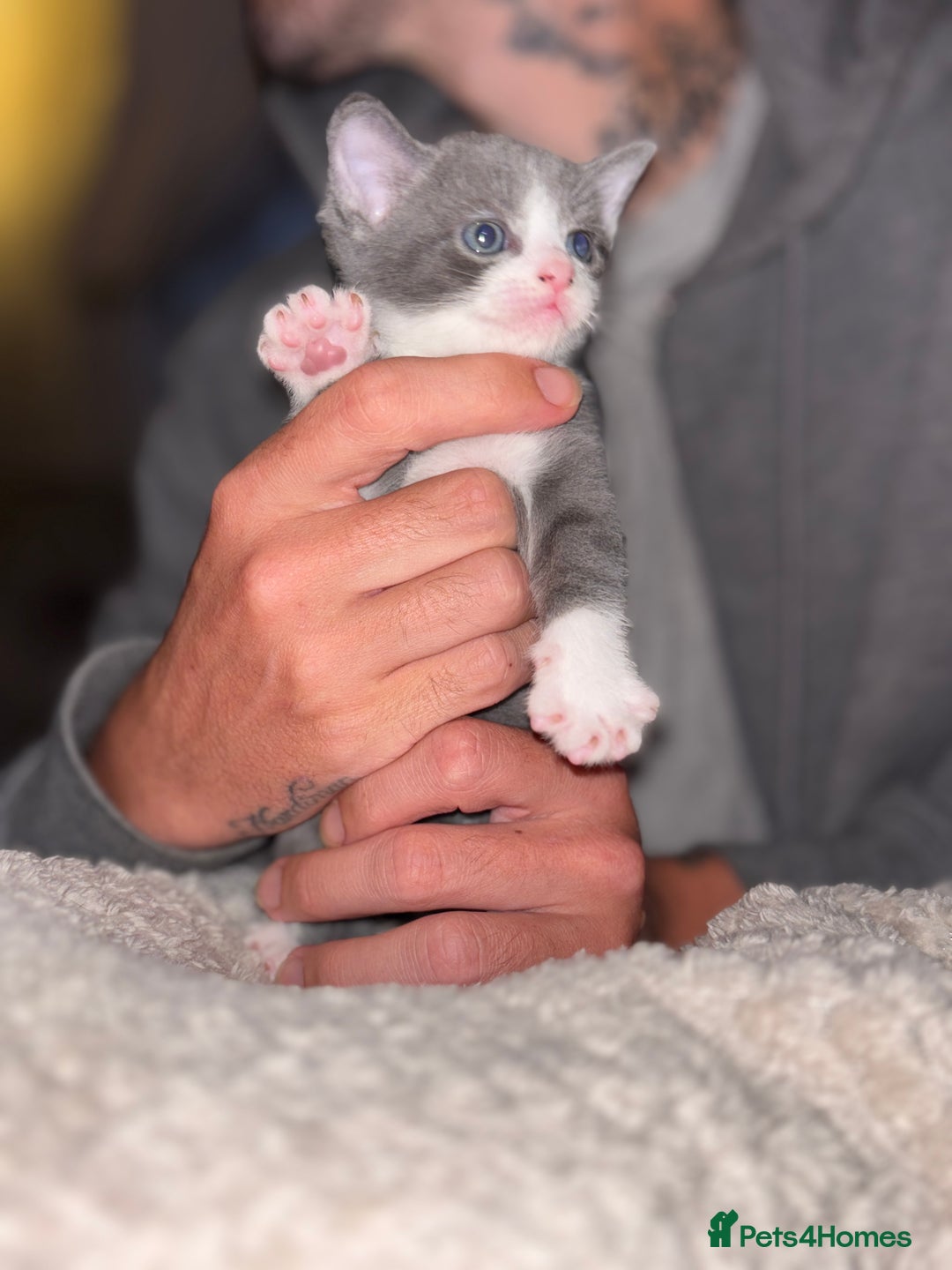 Mixed Breed cats for sale: 2 beautiful kittens left  - Image 1