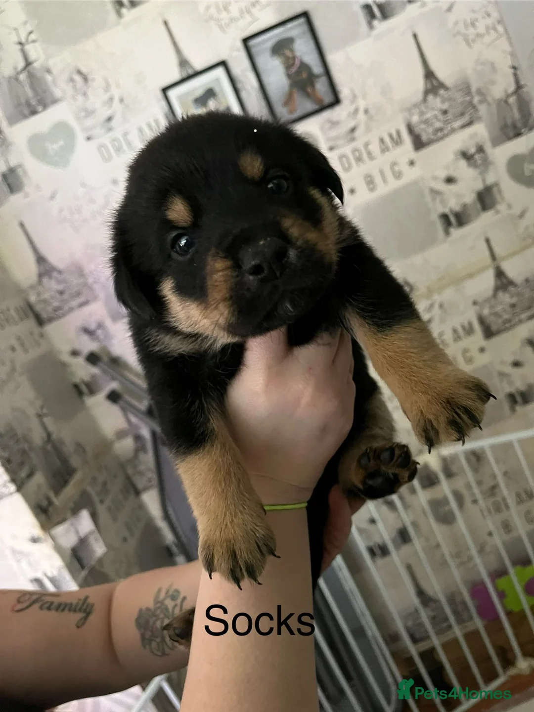 Mixed Breed dogs for sale: Rottweiler puppies  - Advert 7