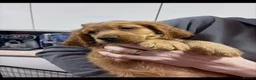 Cocker Spaniel dogs for sale: Beautiful Cocker Spaniels  - Advert 17