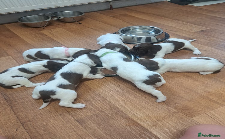 English Springer Spaniel dogs - Advert 4
