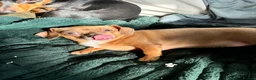 Chiweenie dogs for adoption: Chiweenie looking for perfect forever home  - Advert 6