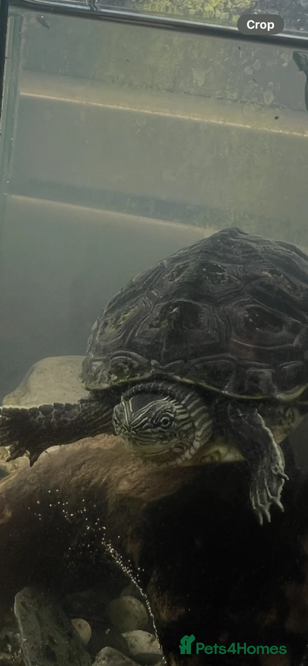 Turtle reptiles for sale: Map Turtle for sale  in Sunderland - Advert 2