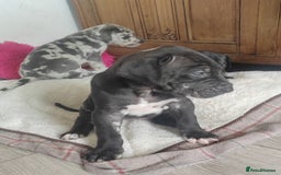 Great Dane dogs for sale: Beautiful KC registered Great Dane Puppies  - Image 12