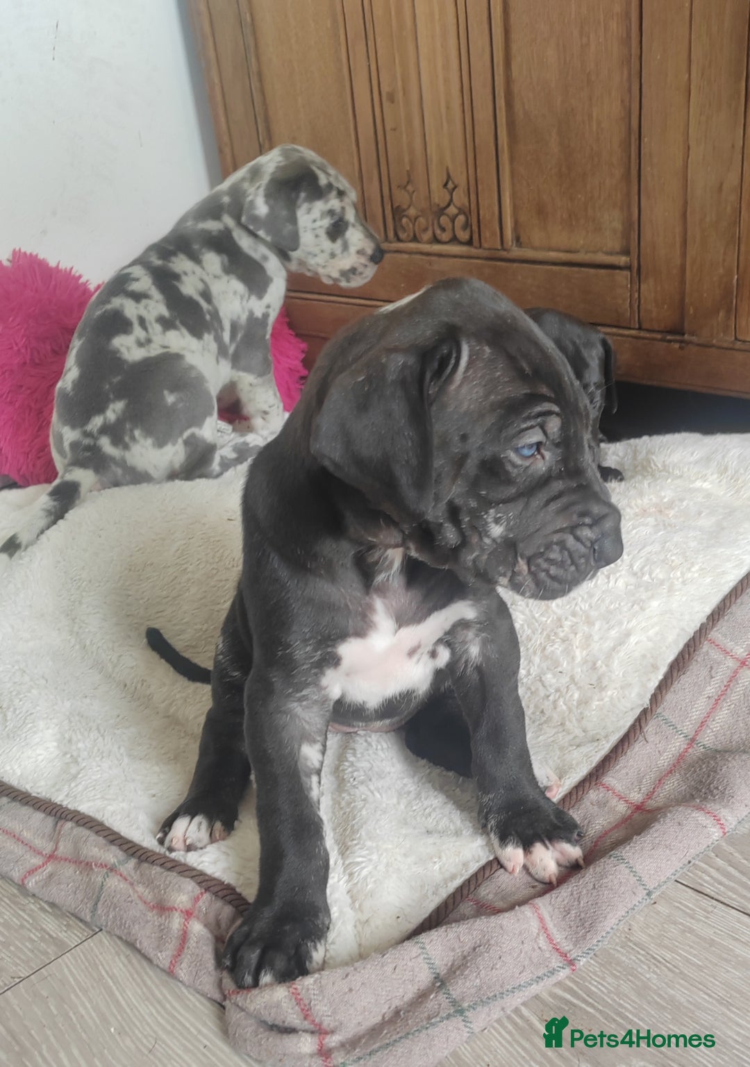 Great Dane dogs for sale: Beautiful KC registered Great Dane Puppies  - Image 12