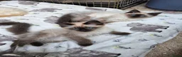 Ragdoll cats for sale: Ragdoll kittens  - Advert 5