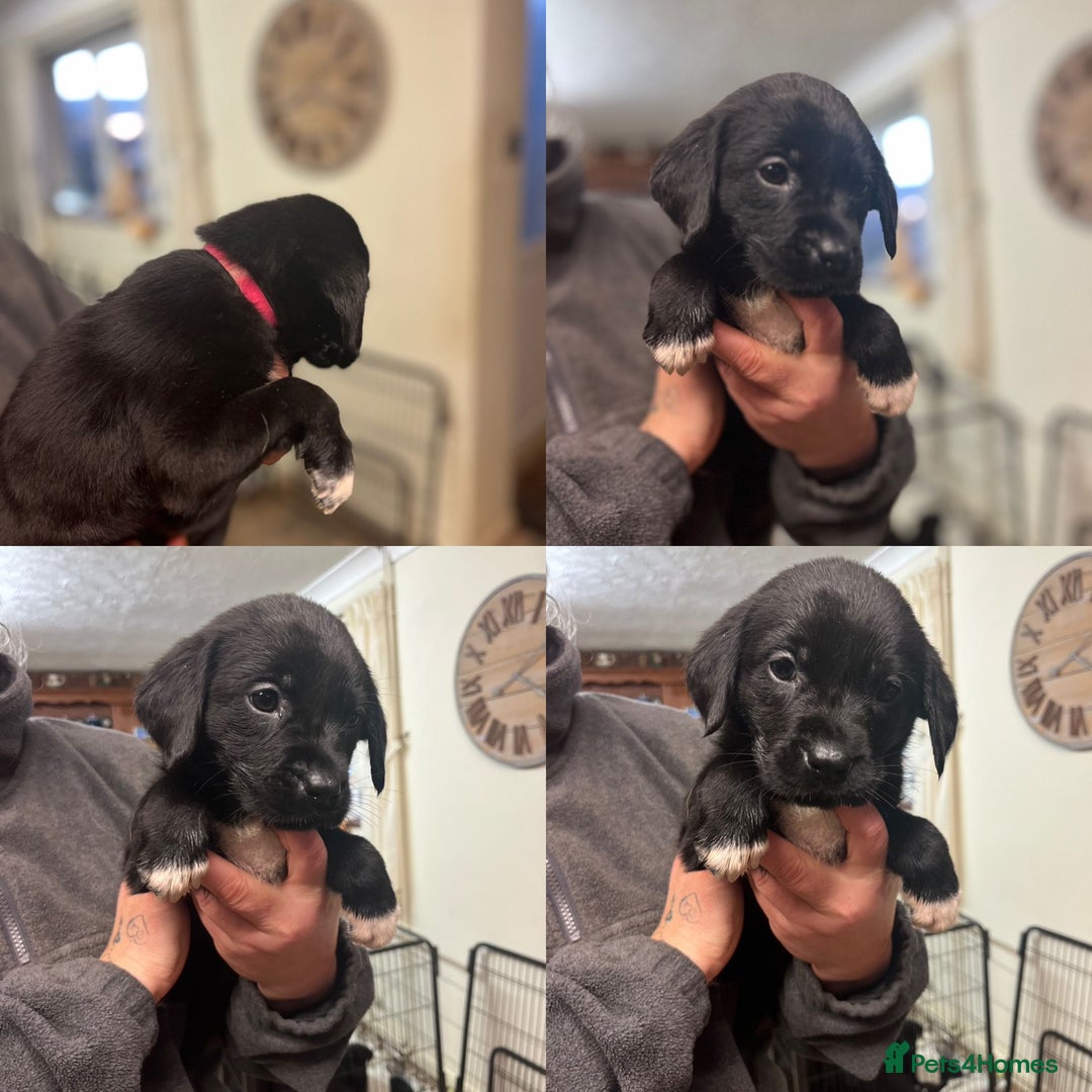 Mixed Breed dogs for sale: Labrador cross puppies - Advert 6