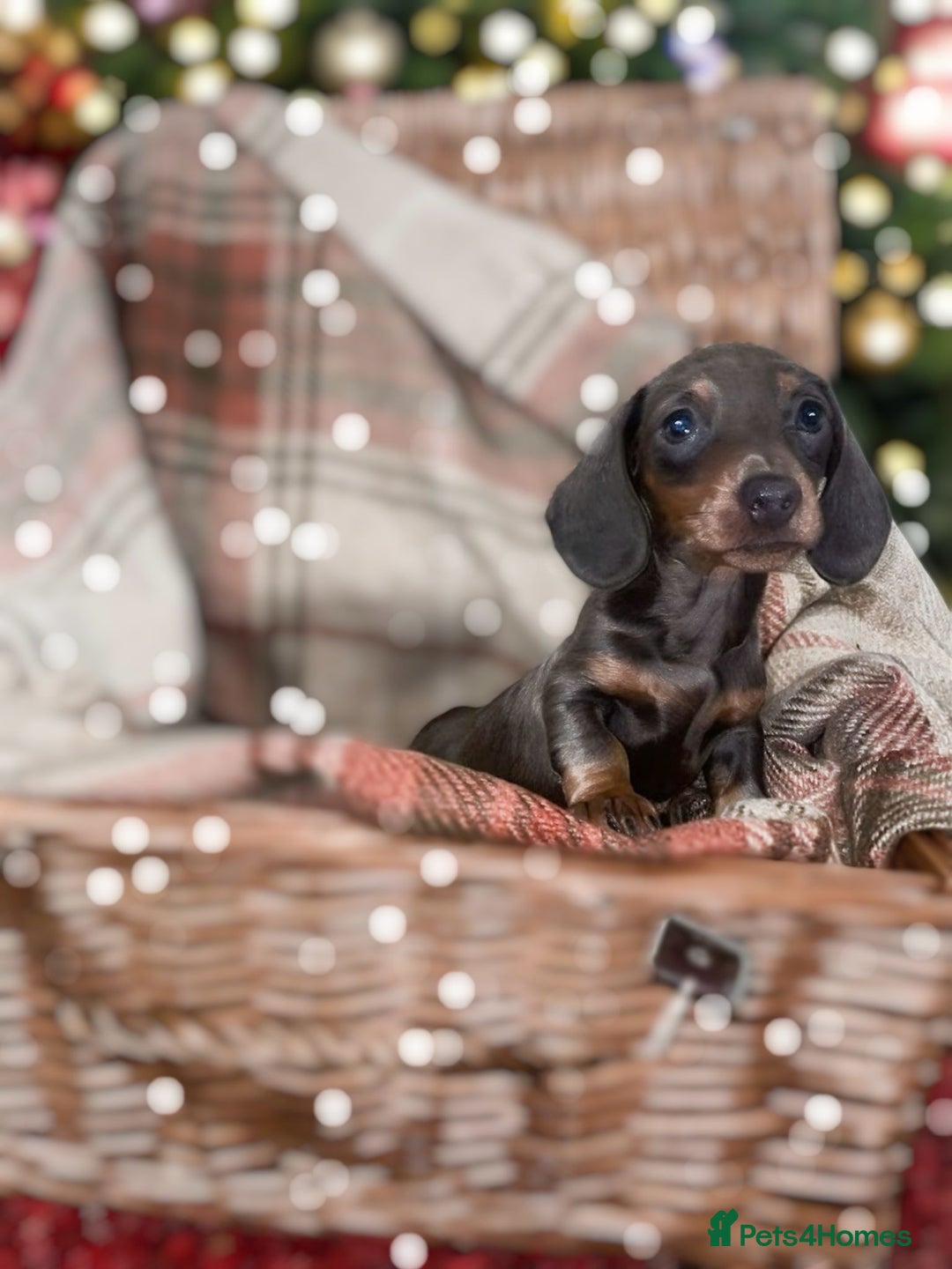 Miniature Dachshund dogs for sale: 3 beautiful miniature dachshund boys - Advert 6
