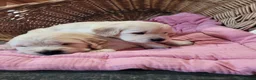 Golden Retriever dogs for sale: Golden retriever puppies  - Advert 14