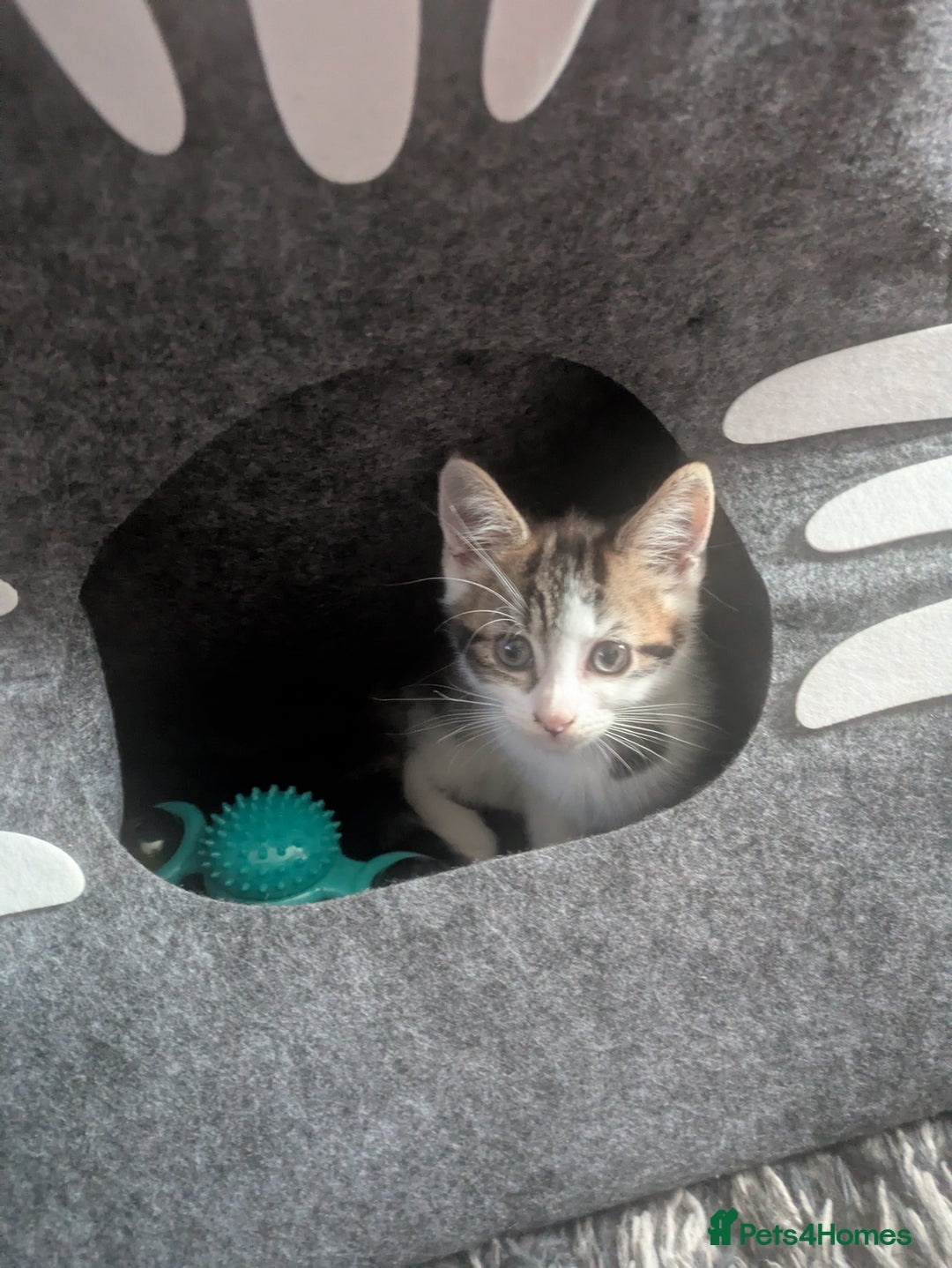 Mixed Breed cats for sale: Kitten male 11 weeks old  - Image 5