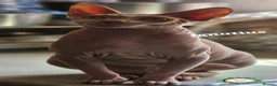 Sphynx cats for sale: Ready to go Canadian Sphynx Champion father line.  - Advert 9