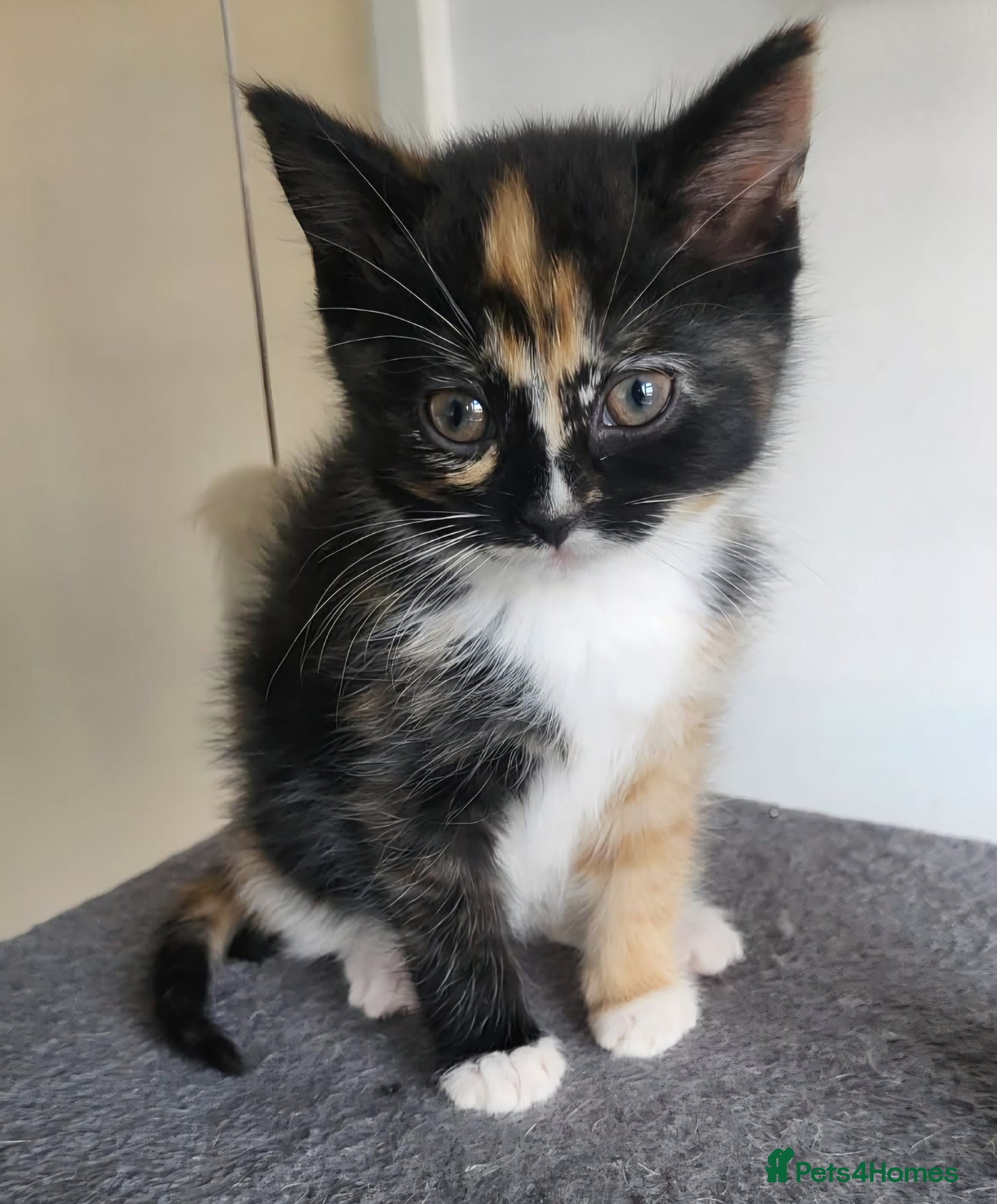 Mixed Breed cats Beautiful Kittens Ready For Their New Homes - Advert 3