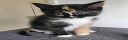Mixed Breed cats for sale: Beautiful Kittens Ready For Their New Homes - Advert 1