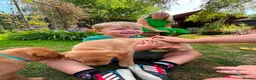Labrador Retriever dogs for sale: KC Registered Fox Red Labrador Puppies for Sale - Advert 7
