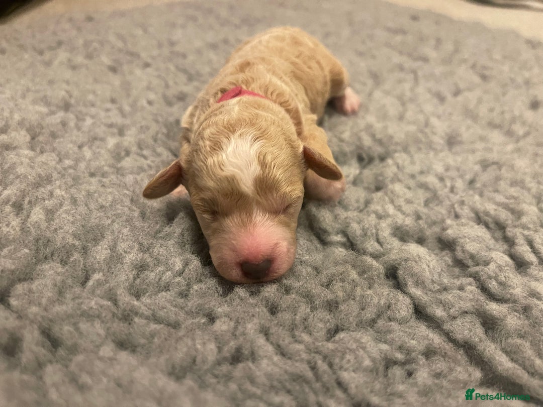 Poochon dogs for sale: Beautiful Poochon puppies for sale  - Advert 10